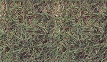 Bermuda (Cynodon dactylon)