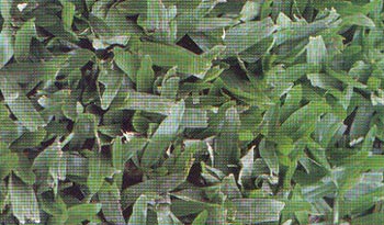 Grama Brasilera (Axonopus compressus)