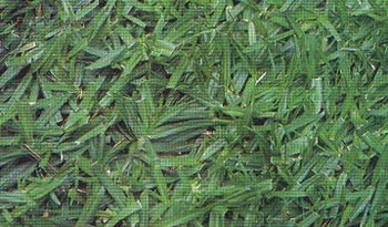 Kykuyo (Penisetum clandestinum)