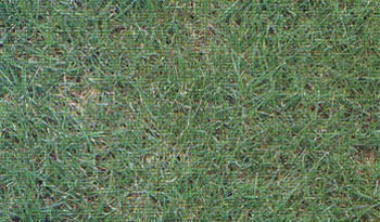 Tifway419 (Cynodon dactylon x Cynodon transvaalencis)