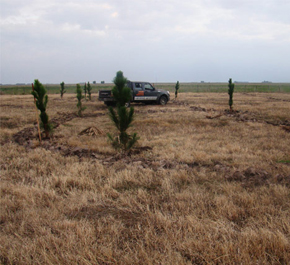Plantaci&oacute;n Forestal Saladillo